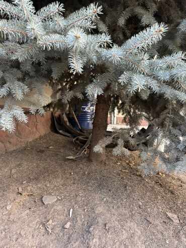 Декоративные деревья: Голубая ель (Picea pungens ‘Glauca’), крупномер. - Вид: колючая ель — 9