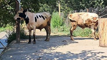 sud veren inek satilir: Iki baş bordaqlıq təmiz qan cins danalar satılır — 6