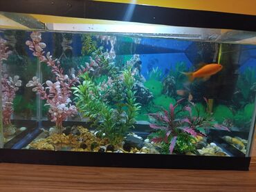 Akvariumlar: Təcili satılır köclə -da lalafo.az — 4 Akvariumlar: Təcili satılır köclə — 4