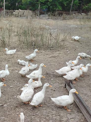 ucuz toyuq satisi: Ağ ördəklər – təsərrüfat üçün quşlar - Cins: Pekin 4 Aylıq - Rəng — 1