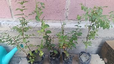 хвойные растения: Лагерстремия индийская (Lagerstroemia indica) — саженцы декоративного — 2