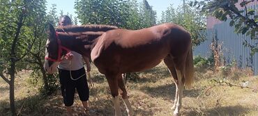 ножницы для копыт: Сатам | Тай