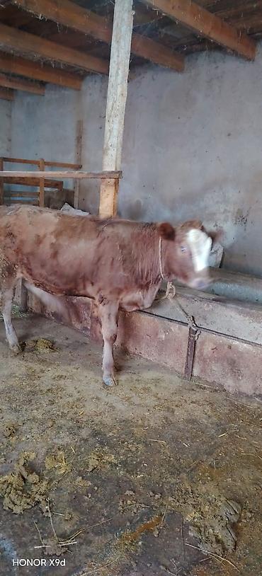 sud sagan aparat inək: Dişi damazlıq südlük ətliyə yararlıdır Ünvan Novxani — 3