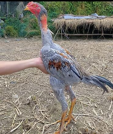 Куры, петухи: Продаю | Петух | Бойцовая | Для разведения — 12