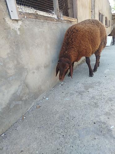 Mal-qara: Damazlıq heyvandi yağdı qoyunun balasıdır 20kilodan artıq əti var real — 1