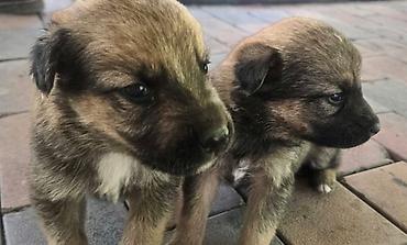 Продажа собак: Щенки метисы мама овчарка папа дворняжка короткошерстные — 5
