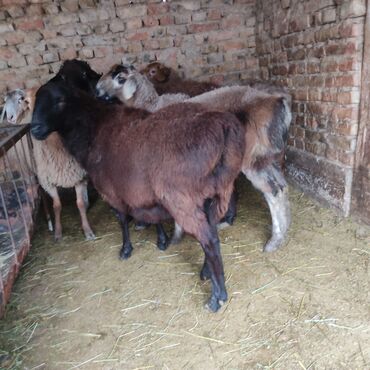 Бараны, овцы: Продаю | Овца (самка) — 8