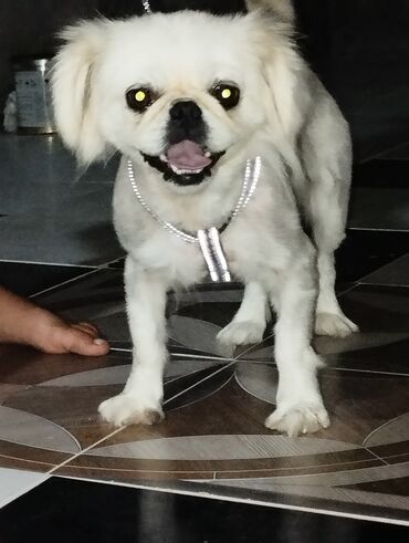 pekines itləri: Pekines, 11 ay, Dişi, Ünvandan götürmə