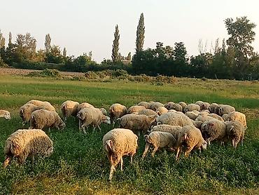 Beyləqan sorrtdu 55 heyvandir satılır bele kiməsə maraqlı olsa