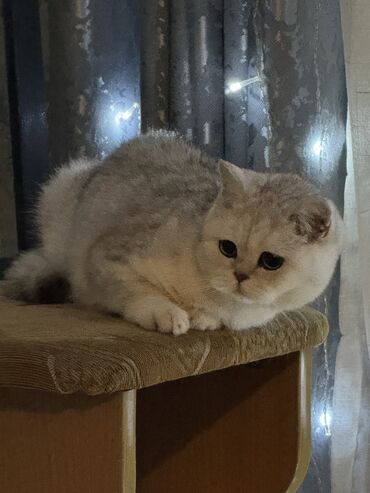 купить британского короткошерстного котенка: Ищем кота на вязку нашей кошечки. Чистокровная британская серебристая
