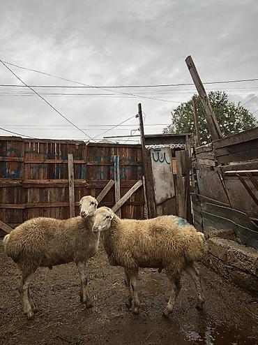 balaca it cinsi: Quzu, Erkək, ay: 8, 34 kq, Ətlik, Ünvandan götürmə — 4