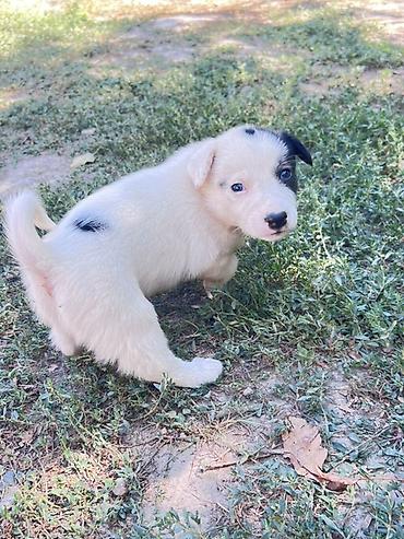 собаки для охоты: Кучукторго уй керек🐶Бишкек новопавловка — 1