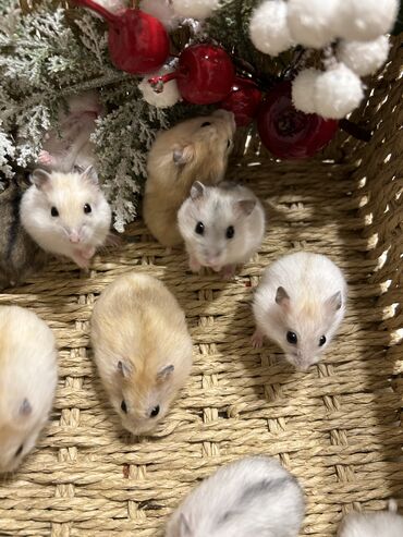 Хомяки: Продаются хомячки джунгарские, сирийские, ангорские пушистые хомячки — 27