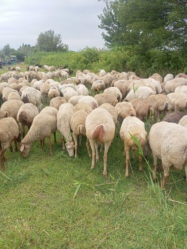 Gəmiricilər: Bugünde iyulun doquzu 250 başdl 1.2.3.qarlndl komda hissede