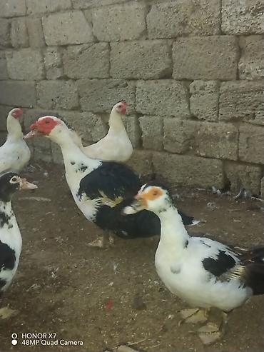 Kənd təsərrüfatı quşları: Dişi, | Lal ördək, Ətlik — 1