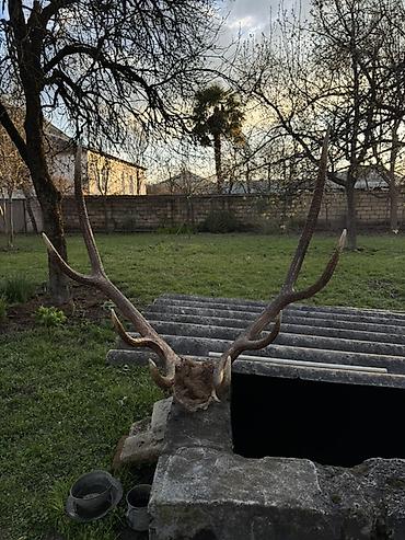toyuq məhsulları: Məhsul: Təbii maral buynuzu (kəllə bazası ilə) Təsvir: - Böyük — 4