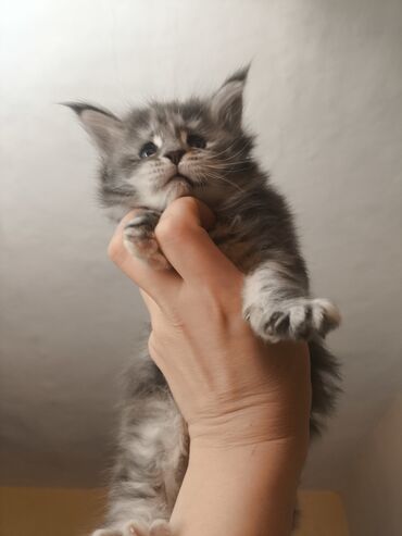мейнкуны: Предлагается котенок девочка мей-куна.Дата рождения 01.05.2025 .От