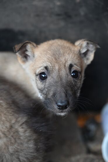 Отдам даром собаку: Собака даром: Дворняжка, 2 месяца, Самка — 2