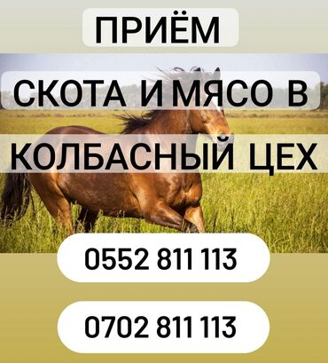 наполнитель для животных: Куплю | Коровы, быки, Лошади, кони, Другие с/х животные | Круглосуточно, Любое состояние, Забитый