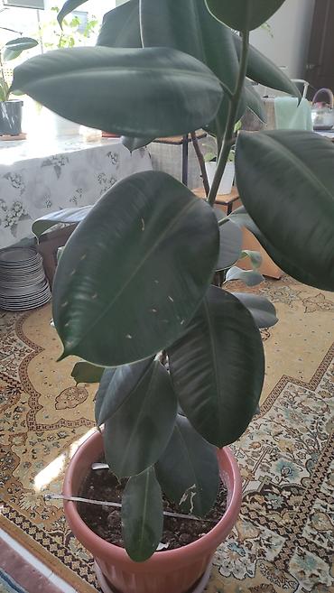 Бөлмө өсүмдүктөрү: Фикус эластика (Ficus elastica, каучуконосный) в горшках. - Глянцевые — 4