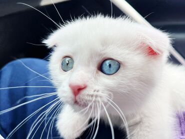 zəli: Два цвета глаза зелёные и голубой
