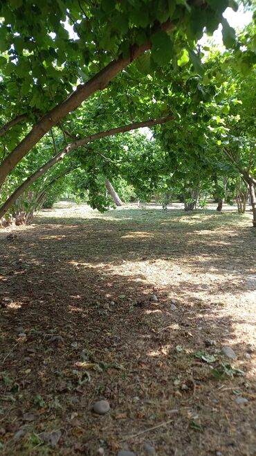 Həyət evləri və villaların satışı: Qiymət sondur. Əla yerləşmə: Heydər Əliyev küçəsi Yalama kəndinin — 10