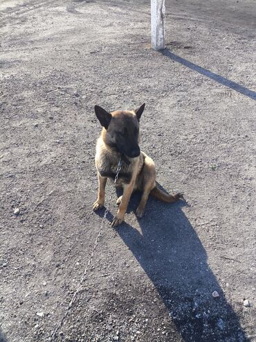 Продажа собак: Порода: бельгийская овчарка (малинуа) Самец Описание: - ОПЫТНЫЙ — 13
