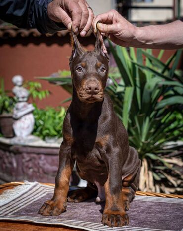 Životinje: Doberman stenci stari 2 meseca, kupirani, primili 3 vakcine, ekstra