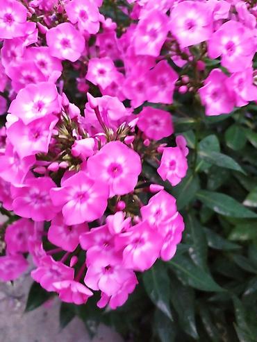 Другие садовые цветы и кустарники: Продаю уличные цветы многолетние оптом и в розницу. Дельфиниумы — 2