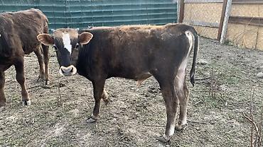 Коровы, быки: Продаю | Бык (самец) | На откорм — 6