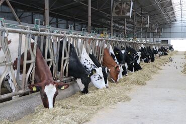 Kommersiya daşınmaz əmlakının satışı: Mehdiabadda 4 hektarda ferma satilir bütün avadanlıqlar müasir