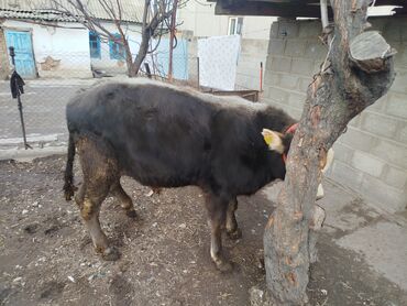 Коровы, быки: Продаю | Бык (самец) | Полукровка, Монбельярд | На откорм | Привязанные — 11