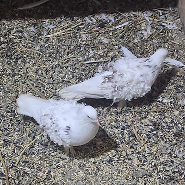 Göyərçinlər: Zövqlü dekorativ göyərçinlər dəsti - Nadir görünüşlü dekorativ — 4