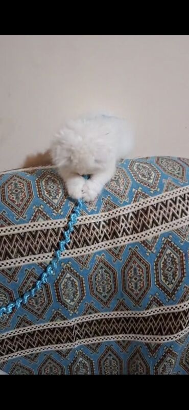 Pişiklər: Şinşilla, Dişi — 10