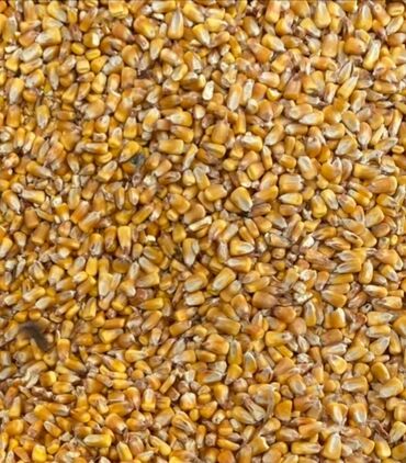 бу наборы ключей: Продаю кукурузу,жугору сатам пионер 140тонн