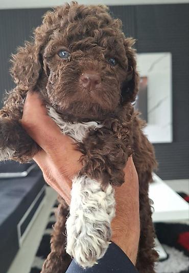 Psi: Lagotto Romagnolo – rezervacija stenaca Dostupno novo leglo pasa rase — 9