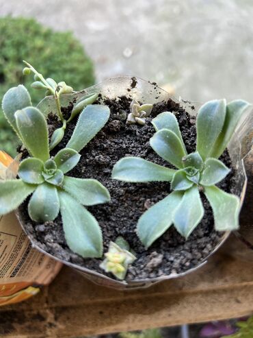 Xalçalar: Xalça -da lalafo.az — 60 Xalçalar: Xalça — 60