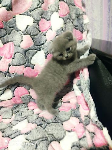 Pişiklər: Şotland yastı qulaq, Erkək, Dişi, Ünvandan götürmə — 6