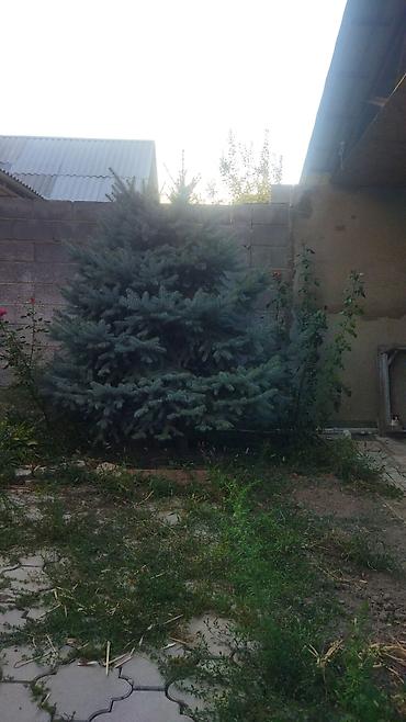 Ель: Ель голубая (Picea pungens), выращенная на участке. Описание: - — 11