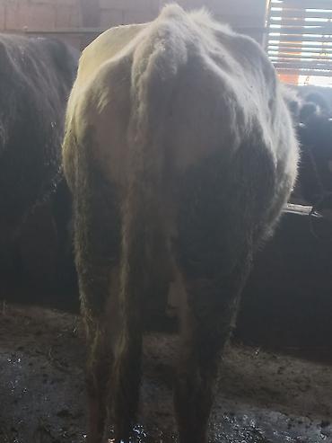 Коровы, быки: Продаю | Бык (самец) | На откорм | Привязанные — 8