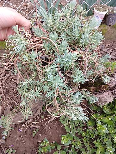 Ostale kućne biljke: Sukulenti u saksijama – više vrsta - Sedum (različite sorte) — 12