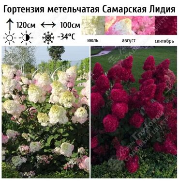 букет сирени: Гортензия, вейгела, сирень мелким оптом, выращегы в Кыргызстане