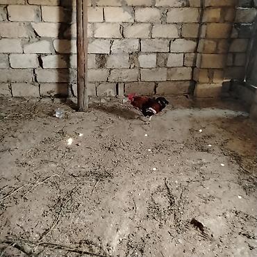kanada sortu hinduska: Xoruz, il: 3, Ünvandan götürmə — 2