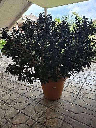 ağac gülləri: Böyük ölçülü qablı şirəli bitki – “Pul ağacı” (Crassula ovata) более — 4