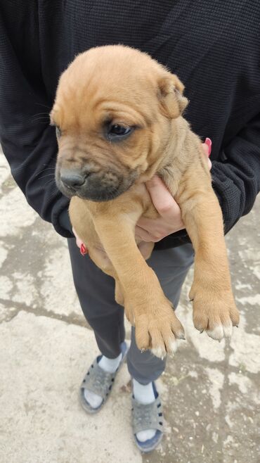 собаки долматинец: БУЛЬМАСТИФ!!! продаю щенят в возрасте 1 месяц,голубоглазые,дерзкие