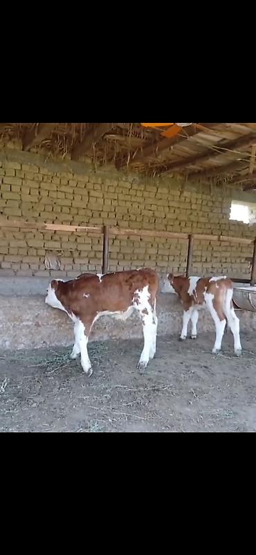 Dana, buzov: Satılır: 3 baş cins buzov - Növ: ətlik-südlük istiqamətli simmental -da lalafo.az — 6 Dana, buzov: Satılır: 3 baş cins buzov - Növ: ətlik-südlük istiqamətli simmental — 6