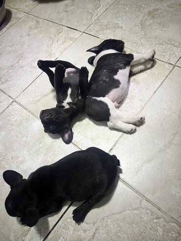 продам щенков курцхаара: Продаются щенки французского бульдога, возраст 2 месяца, два мальчика