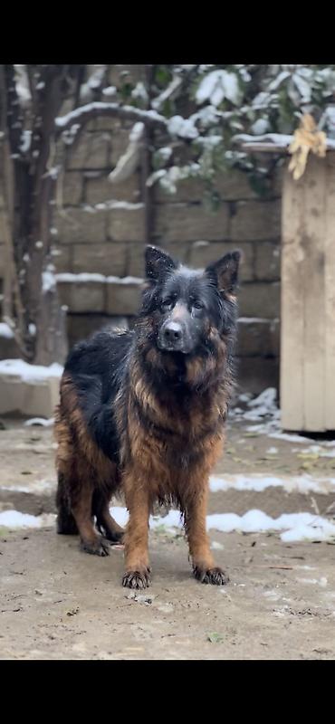 xasqi itler: Alman çoban iti, 8 il, Dişi, Sənədli — 9