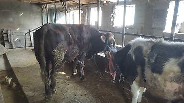 Коровы, быки: Продаю | Бык (самец) | Полукровка | На откорм | Привязанные — 3