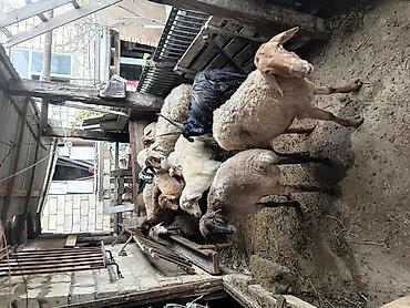 simental buzov satisi: Qurbanlıq və damazlıq üçün qoyun-keçi sürüsü - Növ: yerli qoyunlar və — 7